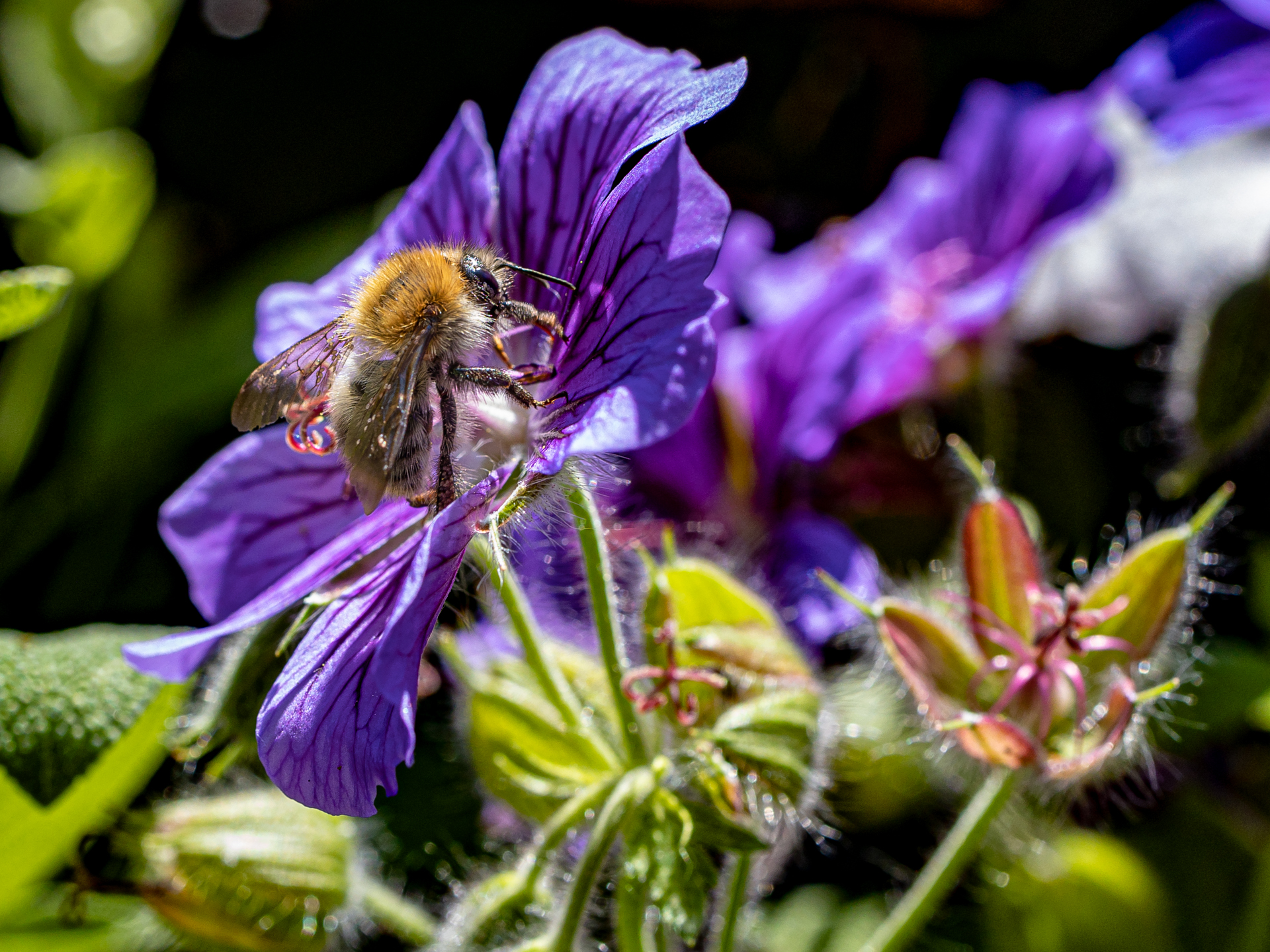 Hummel